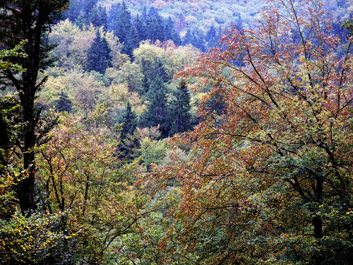 Dauerwald: gemischt, ungleichaltrig, strukturiert