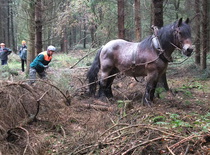 Pferd beim Holzrcken