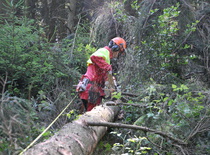 Motormanuelle Holzernte im starken Holz